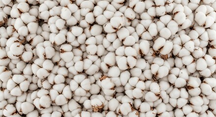 Hybrid Cotton Seeds